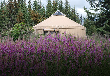 Yurt with Alaskan fireweed in the foreground.