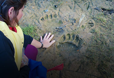 Girl comparing her hand to bear tracks in the mud.